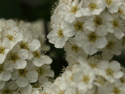 b0026408_2227583.jpg