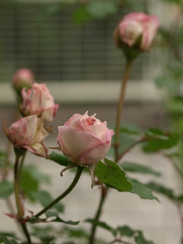 b0026408_2232541.jpg