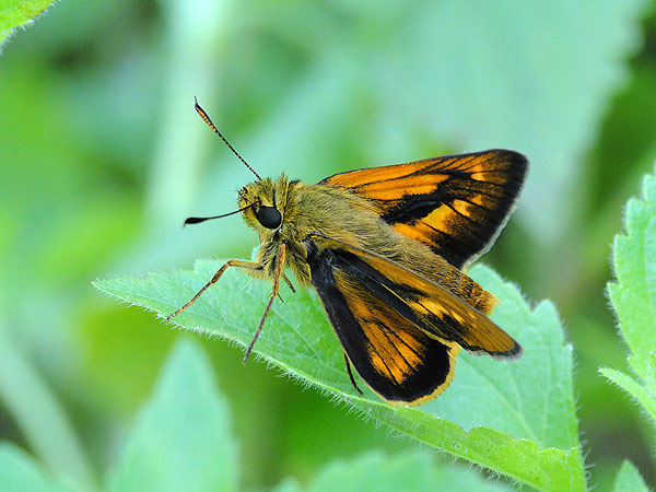 セセリチョウ フェチ In 八重山 一寸の虫にも五分の魂