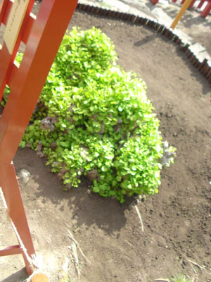 c0107615_0362395.jpg