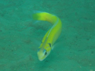 タイガン早送り_c0211615_2123226.jpg