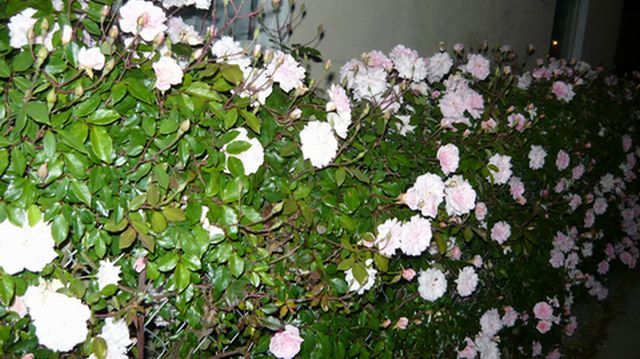 ごん家植物その後。逆さ吊りトマト、巨大イチゴ＆夜薔薇見物。_c0163416_78012.jpg