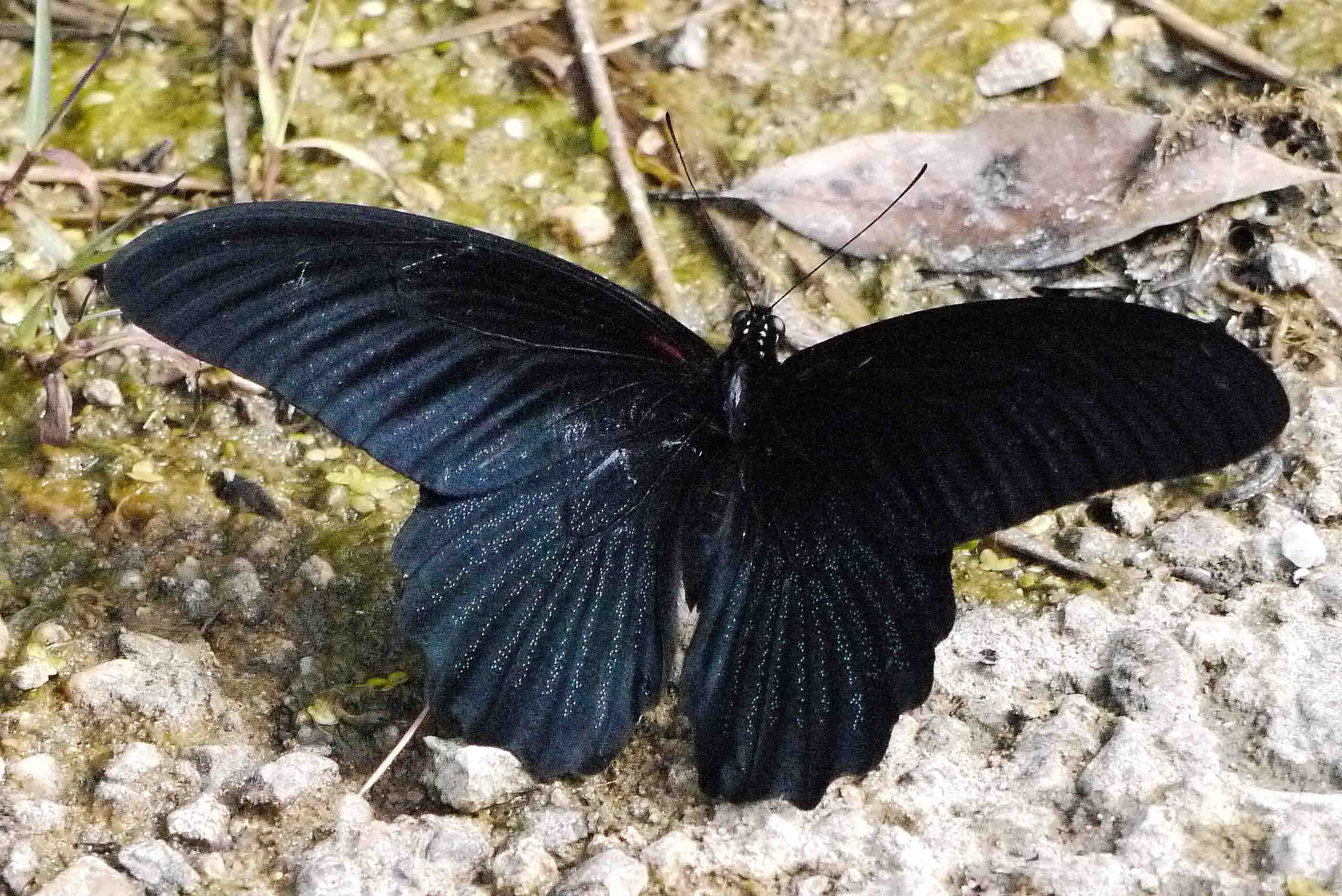 d0156718_1894327.jpg