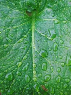 しとしと、雨　　　朽木小川・気象台より_c0044819_75353.jpg