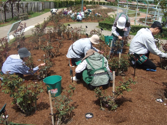 ようやく蕾が見えてきました…今年の開花予想は_d0007820_23174378.jpg