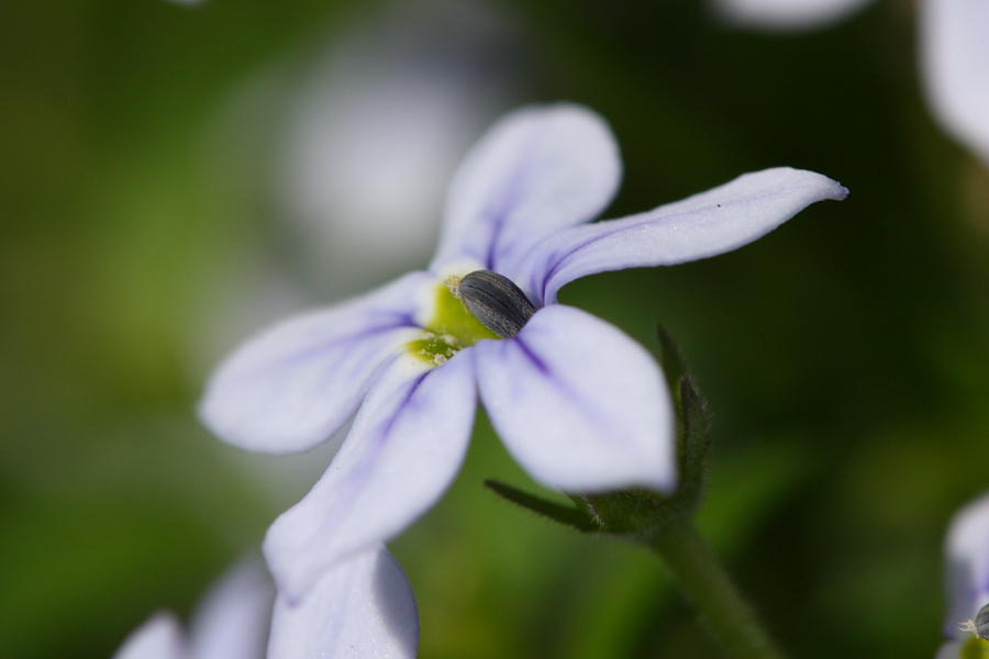 我が家に咲いてるお花たち_c0208924_264524.jpg