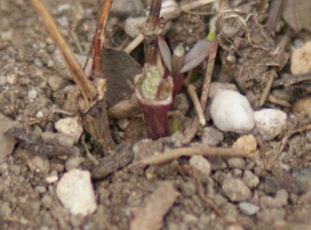 f0170524_1812035.jpg