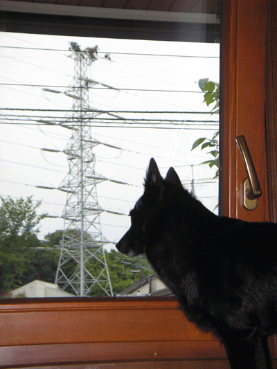 d0049135_13144131.gif