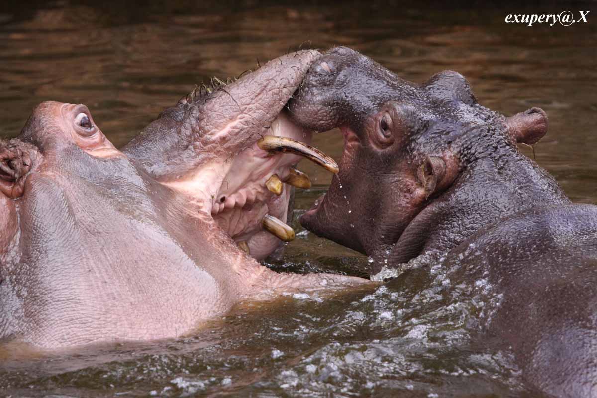 王子動物園のカバの写真をUPします_e0195337_225767.jpg