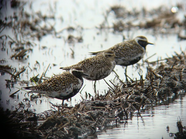 Pacific golden plover_d0146038_21443831.jpg