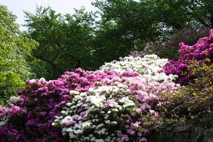 つつじ 諏訪神社 徳島市 とくしま応援プロジェクト つつじ 諏訪神社 徳島市 とくしま応援プロジェクト