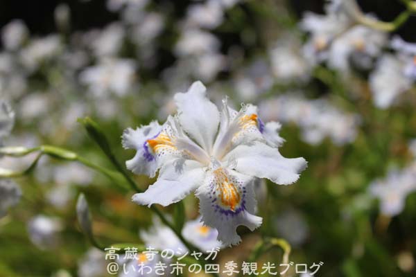 5月11日　高蔵寺のシャガと松ヶ岡公園のツツジ_f0105342_12124367.jpg