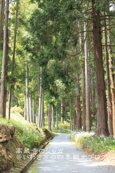 5月11日　高蔵寺のシャガと松ヶ岡公園のツツジ_f0105342_1293729.jpg