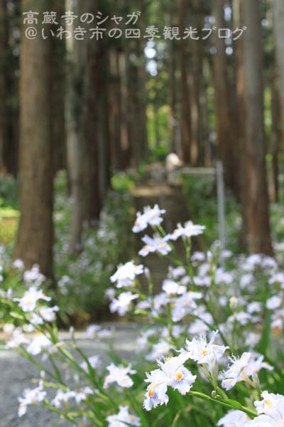 5月11日　高蔵寺のシャガと松ヶ岡公園のツツジ_f0105342_1295411.jpg