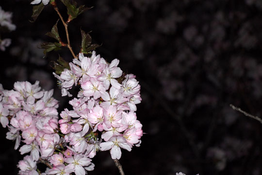 夜桜見物。_a0042044_22194760.jpg