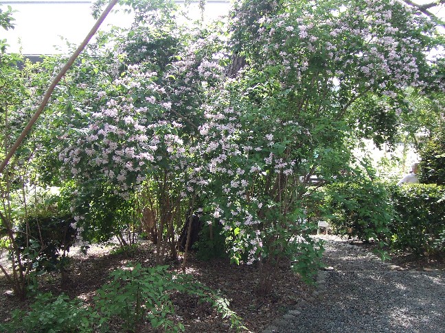 Deutzia Garden of Sumiyoshi Shrine is open now_e0046748_15201164.jpg