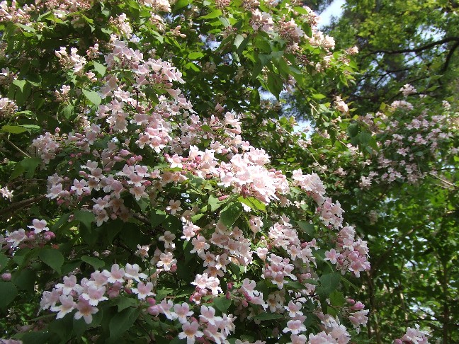 Deutzia Garden of Sumiyoshi Shrine is open now_e0046748_15203763.jpg