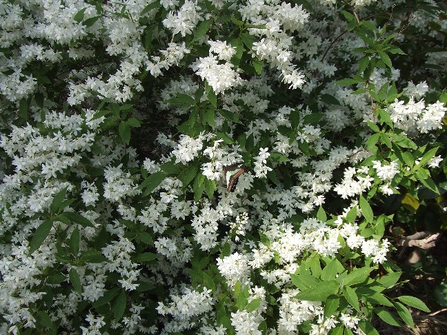 Deutzia Garden of Sumiyoshi Shrine is open now_e0046748_15212285.jpg