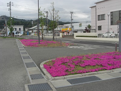 芝桜と菜の花_a0084753_14374227.jpg
