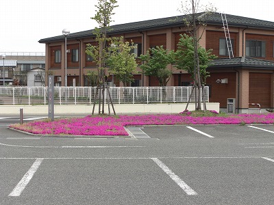 芝桜と菜の花_a0084753_14375237.jpg