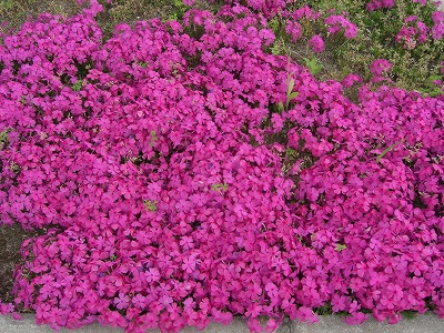 芝桜と菜の花_a0084753_1438326.jpg