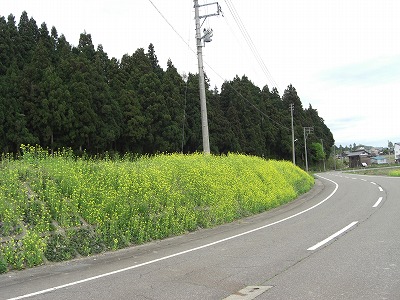 芝桜と菜の花_a0084753_14393064.jpg