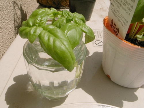 バジル増殖化計画 挿し木で増やそう ベランダ菜園1年生 バジル増殖化計画 挿し木で増やそう ベランダ菜園1年生