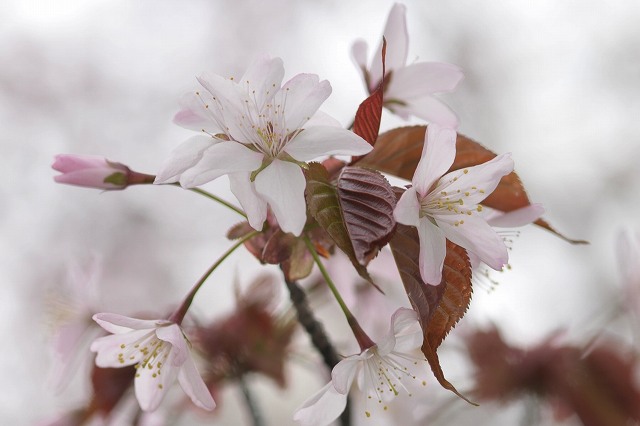 桜の季節がやってきました_e0116558_23152571.jpg