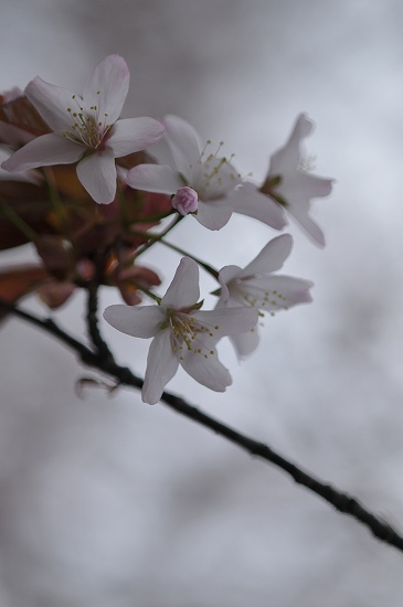 桜の季節がやってきました_e0116558_2315327.jpg