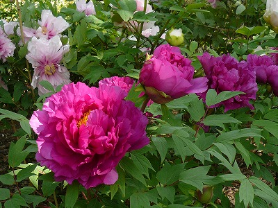 c0089360_23574217.jpg