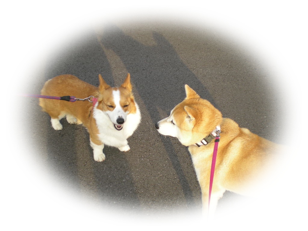 2010年5月10日(月)我が庭は花盛り!_f0060461_90899.jpg