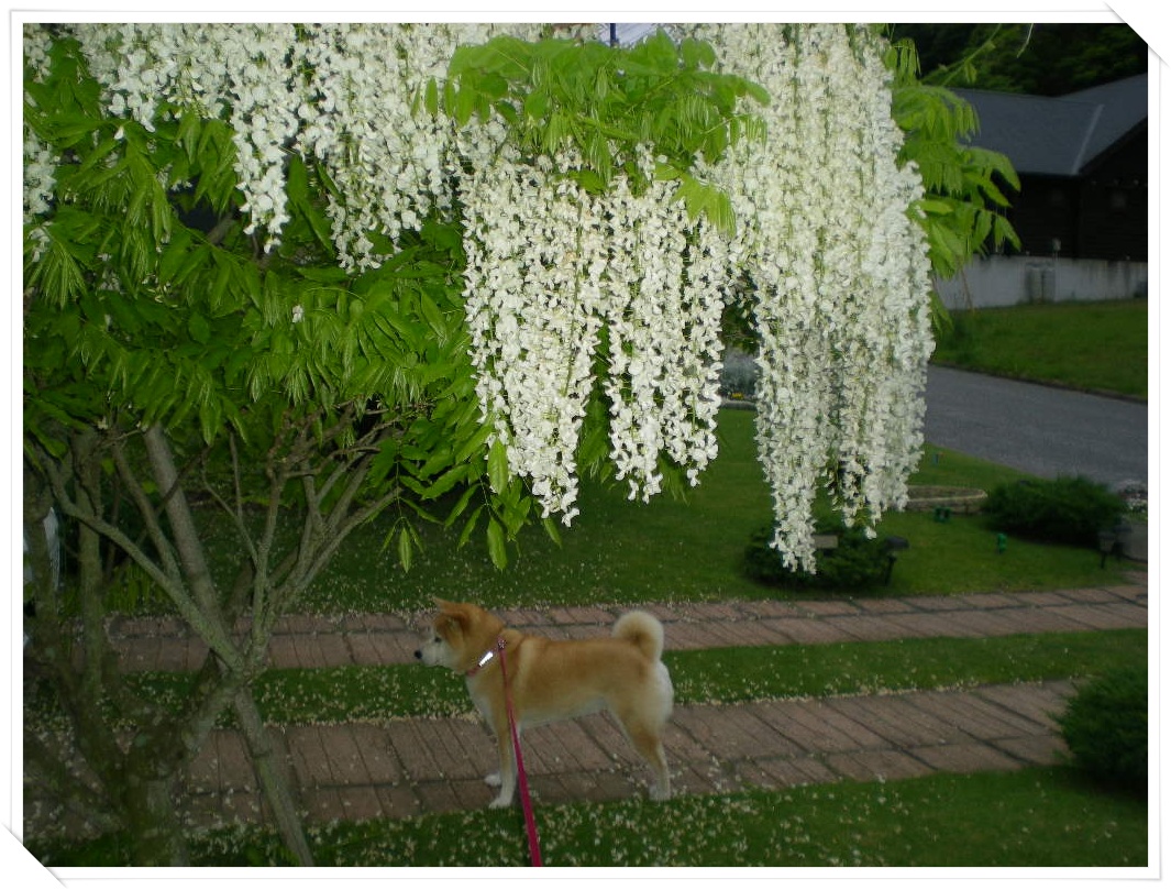 2010年5月11日(火)こころちゃんの覗き見!_f0060461_9334521.jpg
