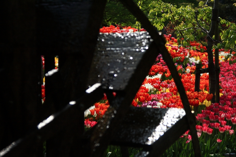 北陸の旅　富山　in 砺波チューリップ公園　その1_c0209667_20405683.jpg