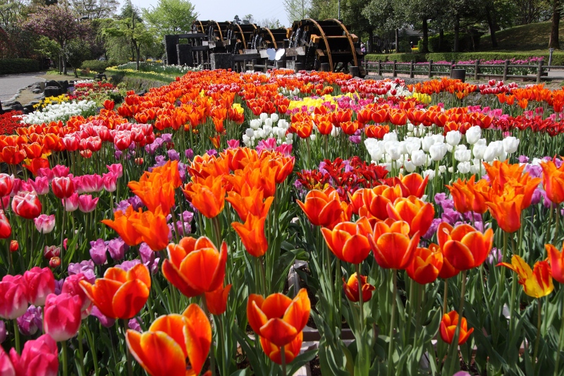 北陸の旅　富山　in 砺波チューリップ公園　その1_c0209667_20413553.jpg