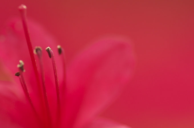 百花繚乱_c0168669_18102375.jpg