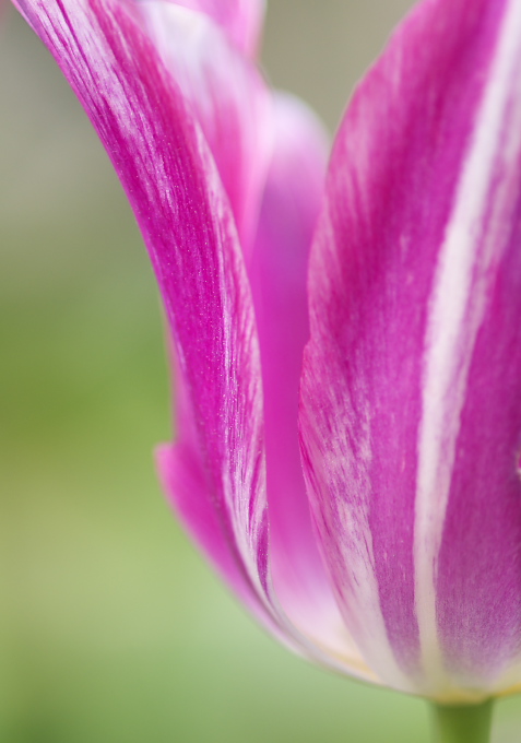 百花繚乱_c0168669_1810599.jpg