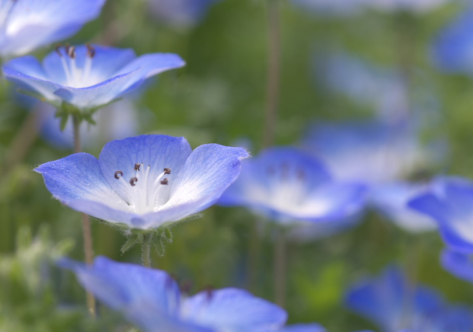 百花繚乱_c0168669_18125468.jpg