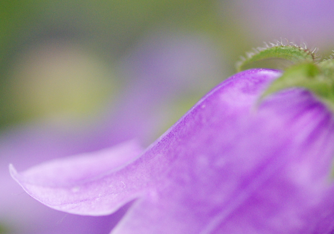 百花繚乱_c0168669_18132620.jpg