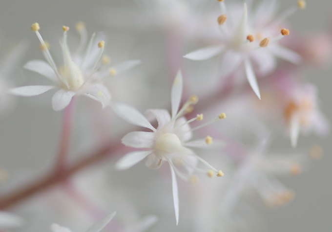 百花繚乱_c0168669_1816591.jpg