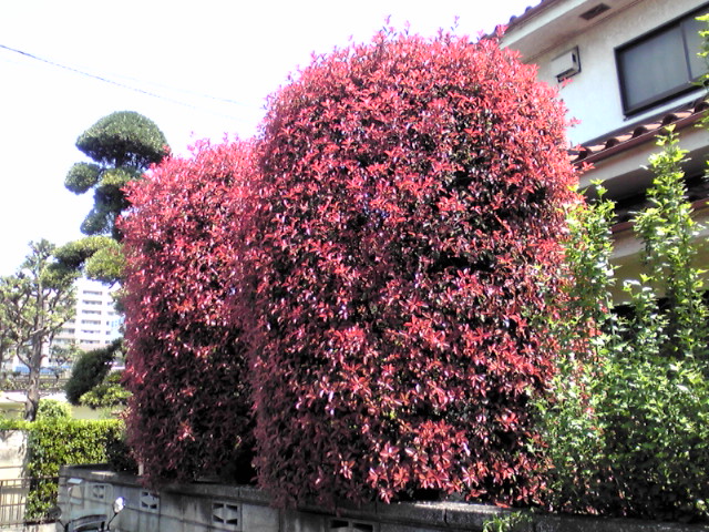 f0036670_2304258.jpg