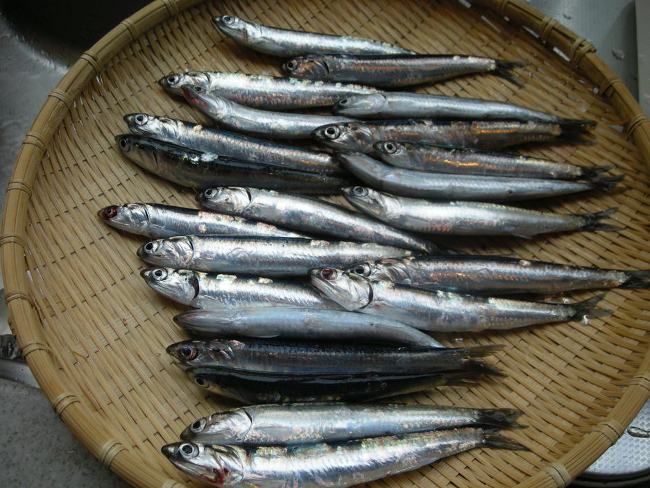 本牧で海釣り_b0171577_1813370.jpg