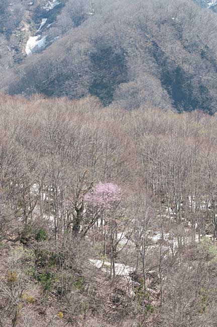 山桜２_c0085877_79627.jpg