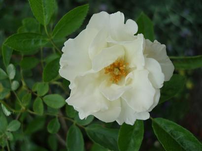 a0058478_22491145.jpg
