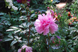 a0107680_20511248.jpg
