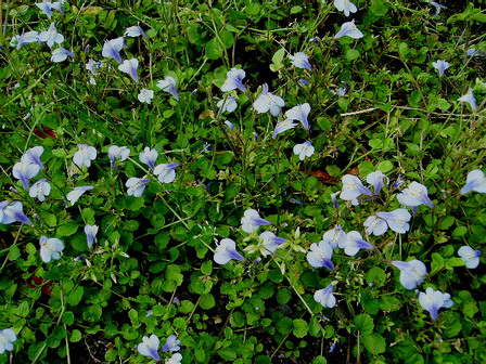 さながら お花畑・・・（５月１２日）_c0202680_23512414.jpg