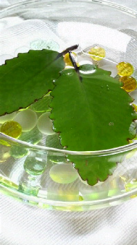 ミラクルリーフ_b0134285_23104967.jpg