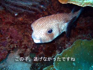 ラチャノイブルーの季節がやってきた?_f0144385_22114344.jpg