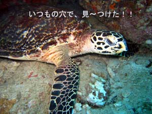 ラチャノイブルーの季節がやってきた?_f0144385_22123216.jpg
