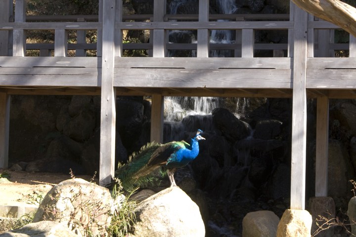 2月8日茨城 桜川市真壁にて_f0125990_12171627.jpg