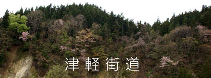 津軽街道の山桜_a0136293_197152.jpg